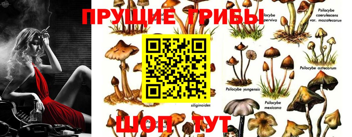 где продают наркотики  Галлюциногенные грибы Psilocybe  Псилоцибиновые грибы Psilocybe  Вход с VPN  Лысьва 